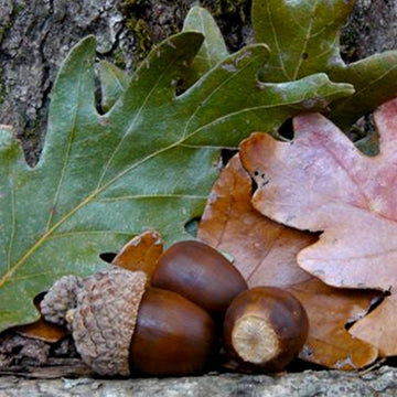 Image of beadles oak acorns and leaves.